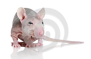 Sphinx rat on white background