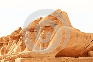 Sphinx sculptures photo