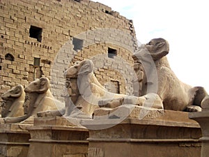 Sphinx statues with the head of a ram