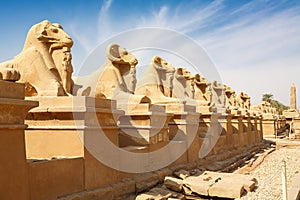 Sphinxes avenue. Luxor, Egypt