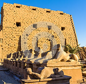 Sphinxes at the entrance of the Karnak Temple - Luxor photo