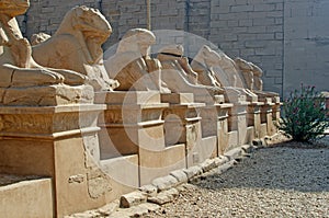 Sphinxes in Karnak, Egypt