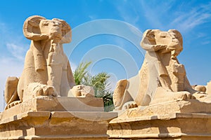 Sphinxes. Luxor, Egypt photo