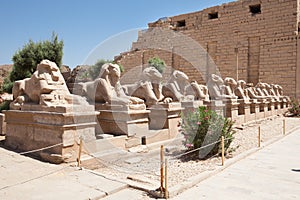 Sphinxes statue in karnak temple