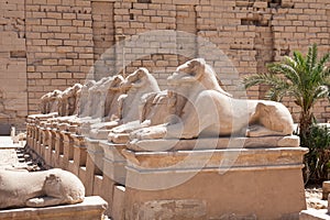 Sphinxes statue in karnak temple