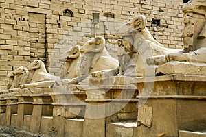 Sphinxes statues in the Karnak temple photo