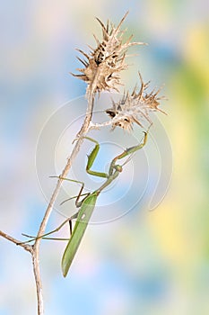 Sphodromantis viridis (male)