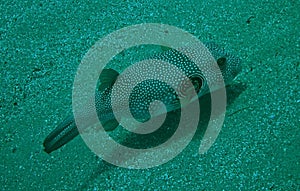 Sphoeroides swellfish