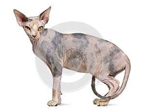 Sphynx cat, 1 year old