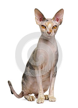 Sphynx cat, 1 year old