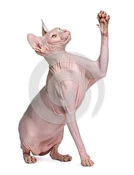 Sphynx cat, 1 year old