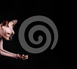 sphynx cat