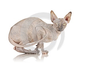 Sphynx Cat photo