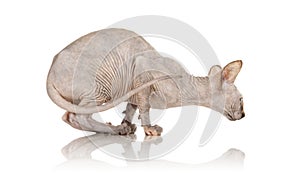 Sphynx Cat