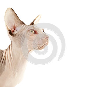 Sphynx Cat