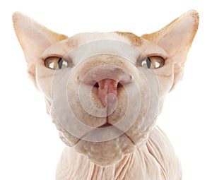 Sphynx Cat