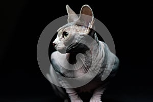 a Sphynx cat