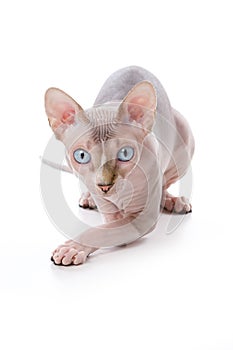 Sphynx cat