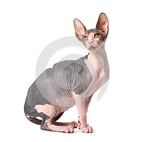 Sphynx cat