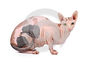 Sphynx cat