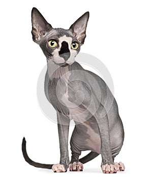 Sphynx cat, 8 months old, sitting