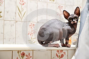 Sphynx cat on a bathtub
