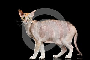 Sphynx Cat with on Black Background