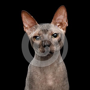 Sphynx Cat on black background