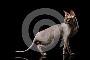 Sphynx Cat on black background