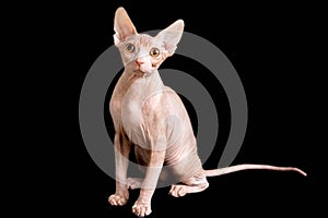 Sphynx cat on the black background big ears