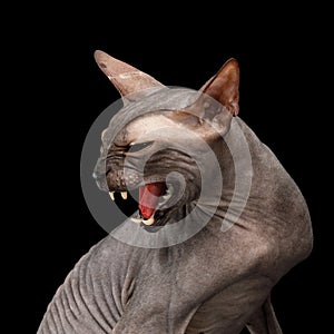 Sphynx Cat on black background