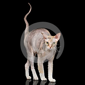 Sphynx Cat with on Black Background