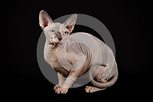 Sphynx cat on black Studio background