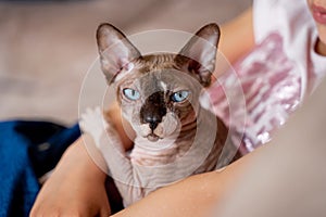 Sphynx cat with blue eyes