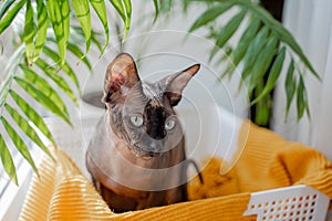 Sphynx cat with blue eyes sits in a basket