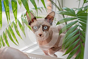 Sphynx cat with blue eyes sits in a basket