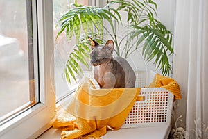 Sphynx cat with blue eyes sits in a basket