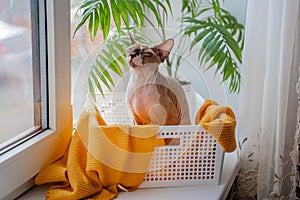 Sphynx cat with blue eyes sits in a basket