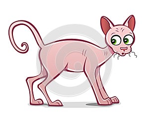 Sphynx cat