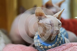 Sphynx cat in cloth doze off photo