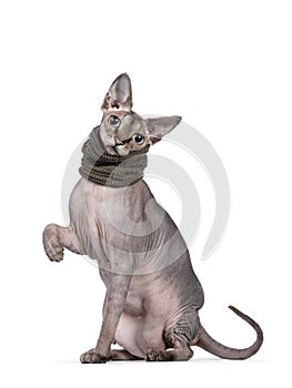 Sphynx cat with collar on white background