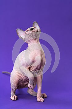 Sphynx cat of color blue mink and white sits on purple background, raising its front paw, looking up