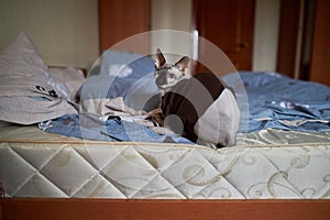 Sphynx cat dressed in a T-shirt sits on the bed