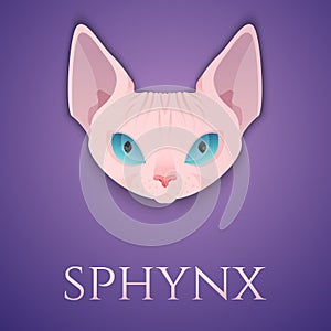 Sphynx cat face