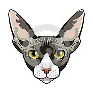 Sphynx, Cat face cartoon. Vector. photo
