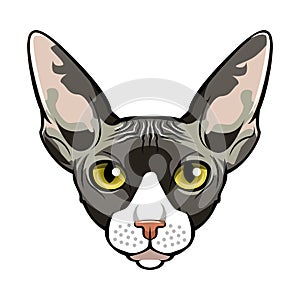 Sphynx, Cat face cartoon. Vector.