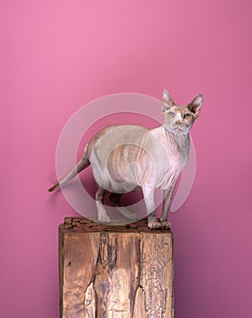 sphynx cat feline is sitting on a block of wood