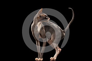 Sphynx Cat Funny Standing and Looking Back Isolated on Black