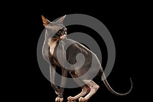 Sphynx Cat Funny Standing and Looking Back Isolated on Black