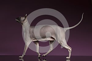 Sphynx Cat Funny Walks on purple